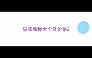 猫咪品种大全及价格