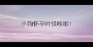 小狗怀孕时候咳嗽