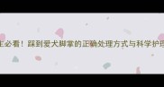 宠物主必看踩到爱犬脚掌的正确处理方式与科学护理指南