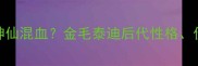 泰迪拉布拉多神仙混血金毛泰迪后代性格价格及养护全攻略
