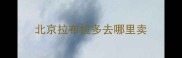 北京拉布拉多去哪里卖