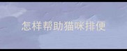 怎样帮助猫咪排便
