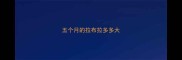 五个月的拉布拉多多大