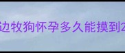 边牧狗怀孕多久能摸到