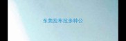 东莞拉布拉多种公
