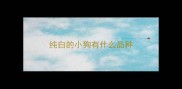 纯白的小狗有什么品种