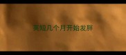 英短几个月开始发胖