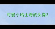 可爱小哈士奇的头像
