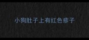 小狗肚子上有红色疹子