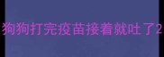 狗狗打完疫苗接着就吐了