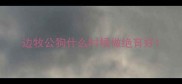 边牧公狗什么时候做绝育好