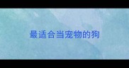 最适合当宠物的狗