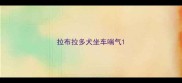 拉布拉多犬坐车喘气