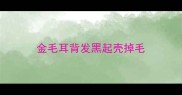 金毛耳背发黑起壳掉毛