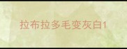 拉布拉多毛变灰白