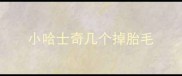 小哈士奇几个掉胎毛