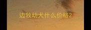 边牧幼犬什么价格