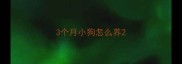 3个月小狗怎么养