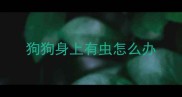 狗狗身上有虫怎么办