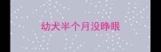 幼犬半个月没睁眼