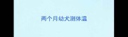 两个月幼犬测体温