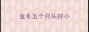 金毛五个月头好小