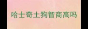 哈士奇土狗智商高吗