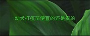 幼犬打疫苗便宜的还是贵的