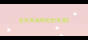 金毛耳朵附近的毛湿