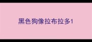 黑色狗像拉布拉多
