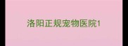 洛阳正规宠物医院