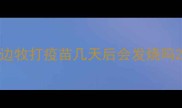 边牧打疫苗几天后会发烧吗