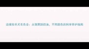 边境牧羊犬毛色全从银黑到奶油不同颜色的科学养护指南