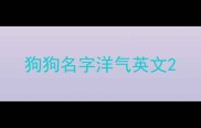 狗狗名字洋气英文