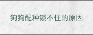 狗狗配种锁不住的原因