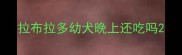 拉布拉多幼犬晚上还吃吗