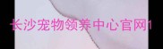 长沙宠物领养中心官网