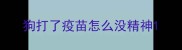 狗打了疫苗怎么没精神