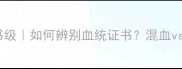 纯种哈士奇教科书级如何辨别血统证书混血vs纯种饲养全指南