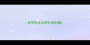 拉布拉多犬掉毛有皮屑