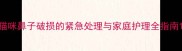 猫咪鼻子破损的紧急处理与家庭护理全指南
