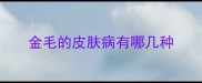 金毛的皮肤病有哪几种
