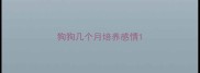 狗狗几个月培养感情