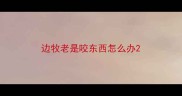 边牧老是咬东西怎么办