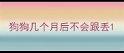 狗狗几个月后不会跟丢
