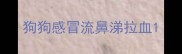 狗狗感冒流鼻涕拉血