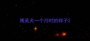 博美犬一个月时的样子