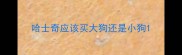 哈士奇应该买大狗还是小狗
