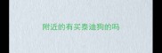 附近的有买泰迪狗的吗
