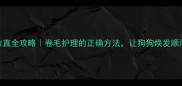 泰迪毛拉直全攻略卷毛护理的正确方法让狗狗焕发顺滑光泽